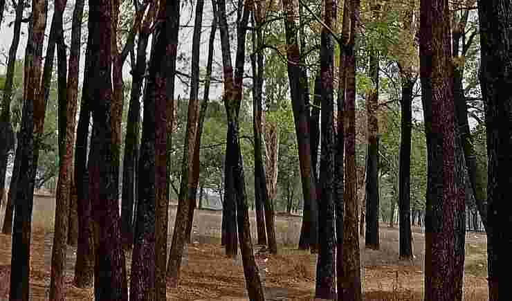 हसदेव जंगल छत्तीसगढ़ Hasdev Forest In Chhhattishgarh
